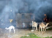 DINEK - Turistleri Gezdiren Develer Yanmaktan Son Anda Kurtarıldı