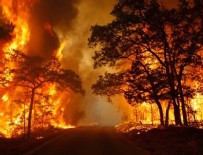 Türkiye'nin ciğerleri yanıyor!