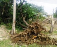 ŞİDDETLİ FIRTINA - Erciş'te Şiddetli Fırtına Meyve Ağaçlarını Kökünden Söktü