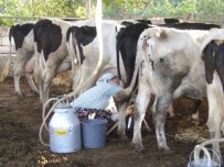 Ödemiş Ticaret Borsası'nda İlk 6 Ayın Lideri Süt