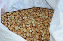 FINDIK HASADI - Karadeniz Fındığına Rakip Geliyor