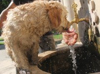 ÇATALAN - Adana Yanıyor