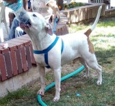 İzmir'deki Pitbull Dehşetinin Sorumlusu Yakalandı