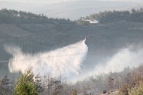 Bursa'daki Orman Yangını Söndürüldü