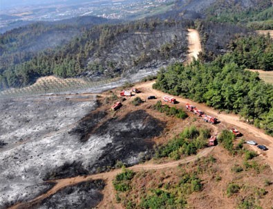 Bursa'daki orman yangınında geriye kalanlar