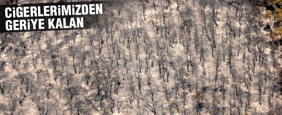 Bursa'daki orman yangınında geriye kalanlar