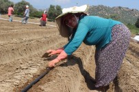YAŞAM ŞARTLARI - Aydın'da Tarlalar Çilek Üretimine Hazırlanıyor