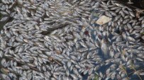 ÖLÜ BALIK - Binlerce Balık Telef Oldu