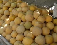 Kavun Fiyatları 40 Kuruşa Kadar Düştü