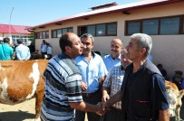 Kurbanlıklar Görücüye Çıktı