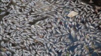 ÖLÜ BALIK - Silifke'de Binlerce Yavru Balık Telef Oldu