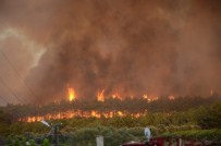Uludağ Üniversitesi'nden Yanan Alana 60 Bin Fidan Sözü