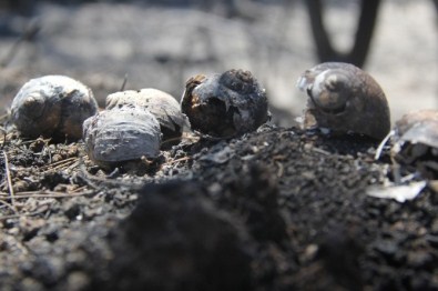 Yangında Telef Olan Hayvanlar Gün Yüzüne Çıktı