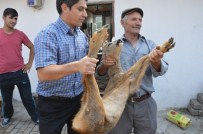 Yaralı Karaca Şehre İndi