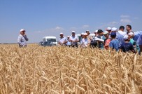 HARMANKAYA - Altıntaş'ta Tarla Günü