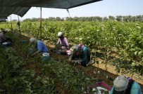 Bandırma'dan Yılda 500 Bin Ceviz Fidanı İhraç Ediliyor