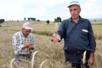 Buğdayda Bu Yıl Hem Rekolte Hem De Kalite Düşük