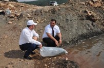 Büyükşehir'den Göletlere Balık