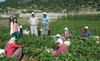 Çiftçi Tarım Danışmanlığı Sistemini Sevdi