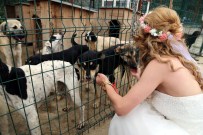 DÜĞÜN FOTOĞRAFI - Düğün Fotoğraflarıyla Kimsesiz Hayvanlara Dikkati Çektiler