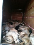 SOKAK KÖPEĞİ - Başıboş Köpekler Kamyon Kasasında Taşındı