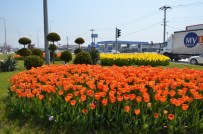 KALICI KONUTLAR - Düzce'ye Yarım Milyon Çiçek Dikildi