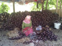 ORMANLı - Kapıdağ'da Mor Soğan Üretiminde Yüzde 50 Artış