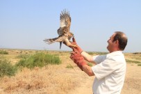 İZMIR DOĞAL YAŞAM PARKı - Yavru Şahin'e Hayat Veren Tedavi