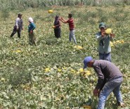 45 Derece Sıcakta Ekmek Mücadelesi