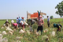 GÜRLEK - Domates Üreticileri Düşük Fiyattan Şikayetçi