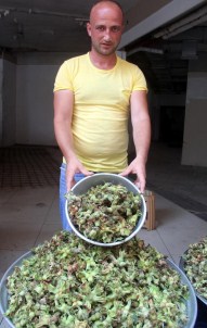 'Fındık İhracatında Tarihi Rekor'