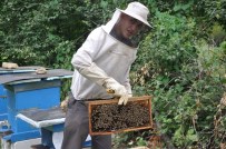 PROPOLIS - İnternetten Araştırarak Bal Üretimine Başlayan 17 Yaşındaki Genç Bir Milyon Arıya Bakıyor