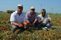 KOCABAŞ - Pamuk Ambarı Söke Ovası'nda Salçalık Domates Üretimi Artıyor