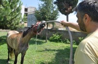 SOKAK KÖPEKLERİ - Sıcaklar Onları Da Bunaltıyor