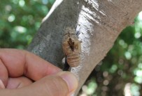 KONGO - Ağustos Ayı Ağustos Böceklerini De Beraberinde Getirdi