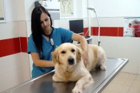 Araçta Bırakılan Hayvanlar Aşırı Sıcaktan Ölümle Burun Buruna Geliyor