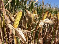 Aydın'da 3 Bin 599 Çiftçiye 5,6 Milyon Mısır Primi Ödenecek