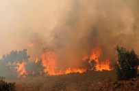 Bingöl'de Orman Yangını