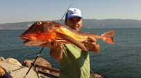 İZMİT KÖRFEZİ - Körfez'de Olta Balıkçılığına İlgi Artıyor