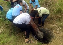 NIHAT HELVACı - Logara Düşen Buzağıyı İtfaiye Ekipleri Kurtardı