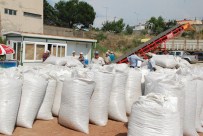 Manisa'da Haşhaş Kapsülü Alımı Başladı