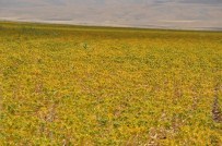 Muş Ovası'nda Aspir Üretimi