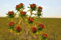 MUŞ OVASI - Muş'ta Aspir Üretimi