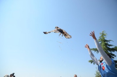 Odun Ateşinde Lavanta Yağı Üretimi
