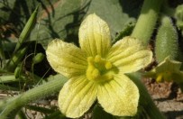 Sanal Herbaryumu Kullanıma Açıldı