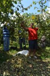 FINDIK TOPLAMA - Tabzon'da Sahil Kesiminde Fındık Hasadı Başladı
