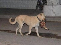 KAÇAK KESİM - Köpek Koskoca Dana Kafasını Böyle Götürdü