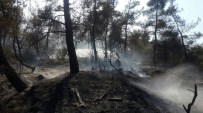 ERICEK - Osmaneli'de Orman Yangını