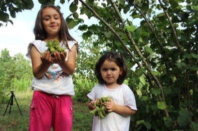 Samsun'da Fındık Hasadı Başladı
