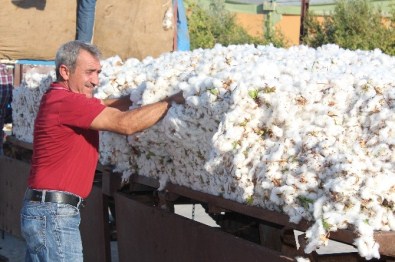 Amik Ovası'nda Pamuk Hasadı Başladı